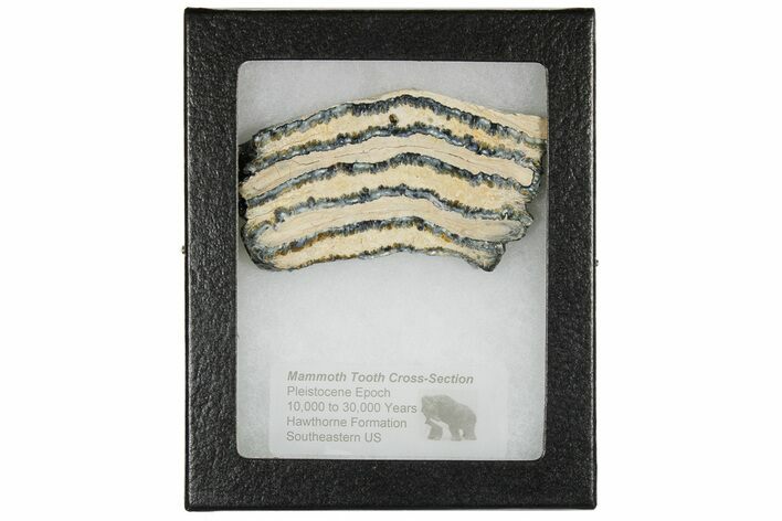 Mammoth Molar Slice with Case - South Carolina #180541
